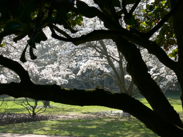 Bois des Moutiers (64) mars 2012